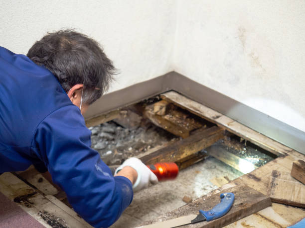 Best Preventive Mold Services in Mount Olive, IL
