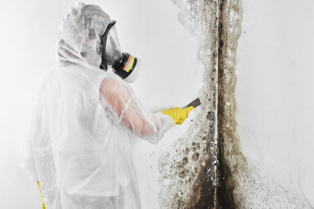 Best Kitchen Mold Remediation in Mount Olive, IL