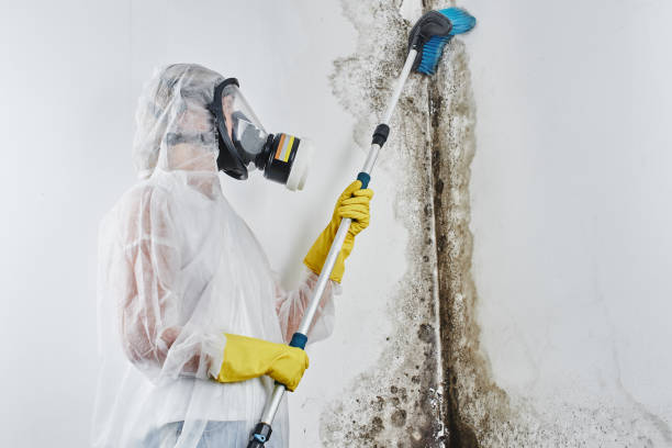 Best Mold Testing and Inspection Services in Mount Olive, IL