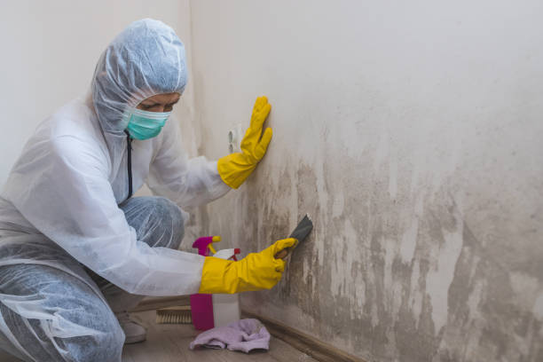 Reliable Mount Olive, IL Mold Remediation Solutions