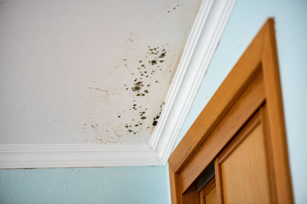 Best Basement Mold Remediation in Mount Olive, IL
