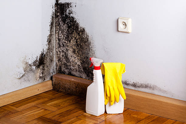 Best Health and Safety Mold Remediation in Mount Olive, IL