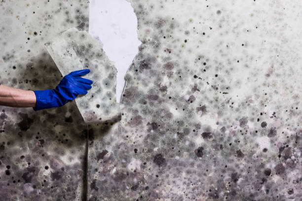 Best Crawl Space Mold Remediation in Mount Olive, IL