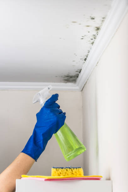 Best Localized Mold Remediation (e.g., coastal areas, humid climates) in Mount Olive, IL
