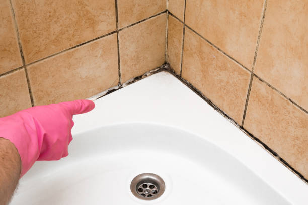 Best Mold Remediation for Specific Building Types in Mount Olive, IL